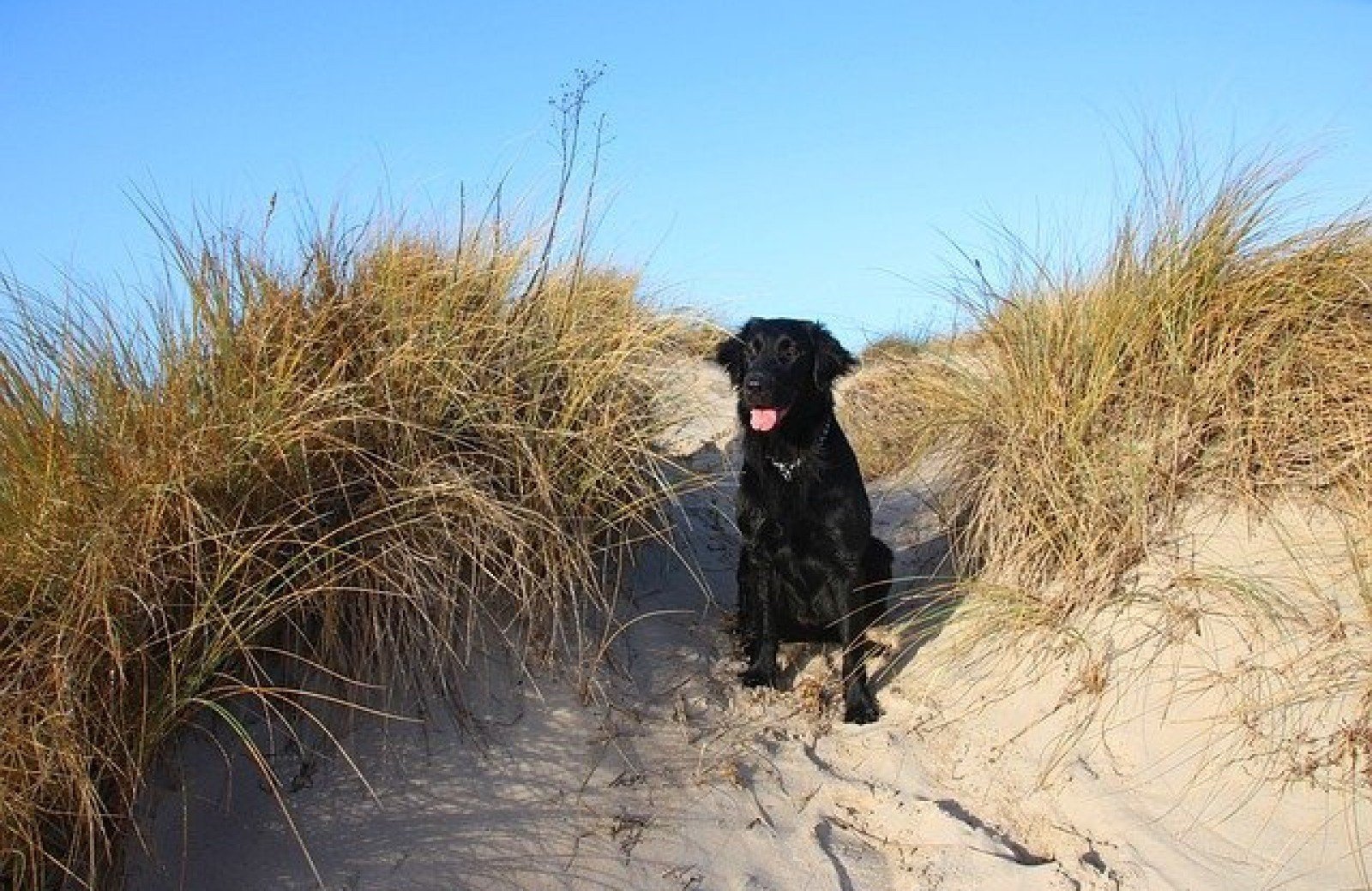 Campingplatz Zeeland mit Hund